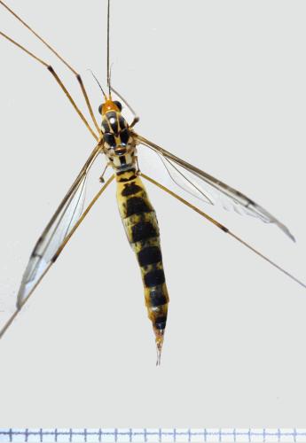 Nephrotoma flavipalpis